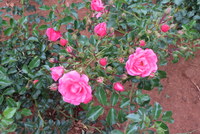 Pink sunsation